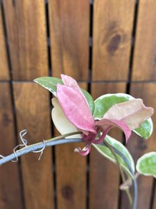 Hoya Krimson Queen (exemplarul din foto)