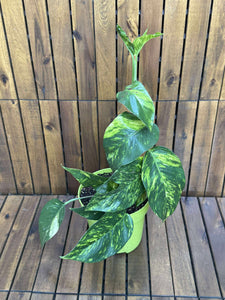 Epipremnum Cintho