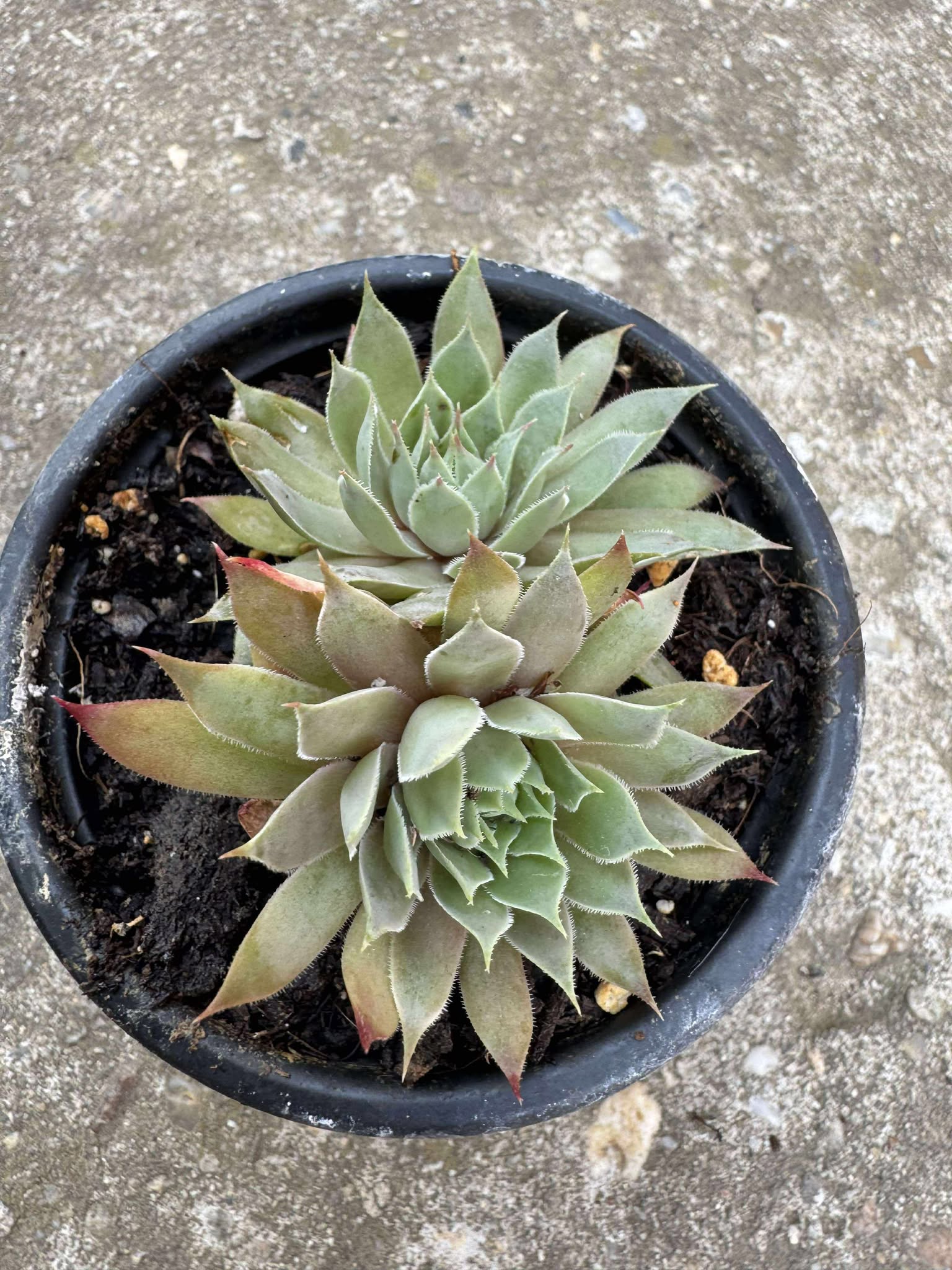 Sempervivum