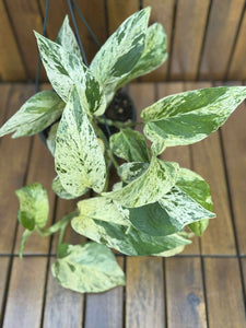 Epipremnum Marble