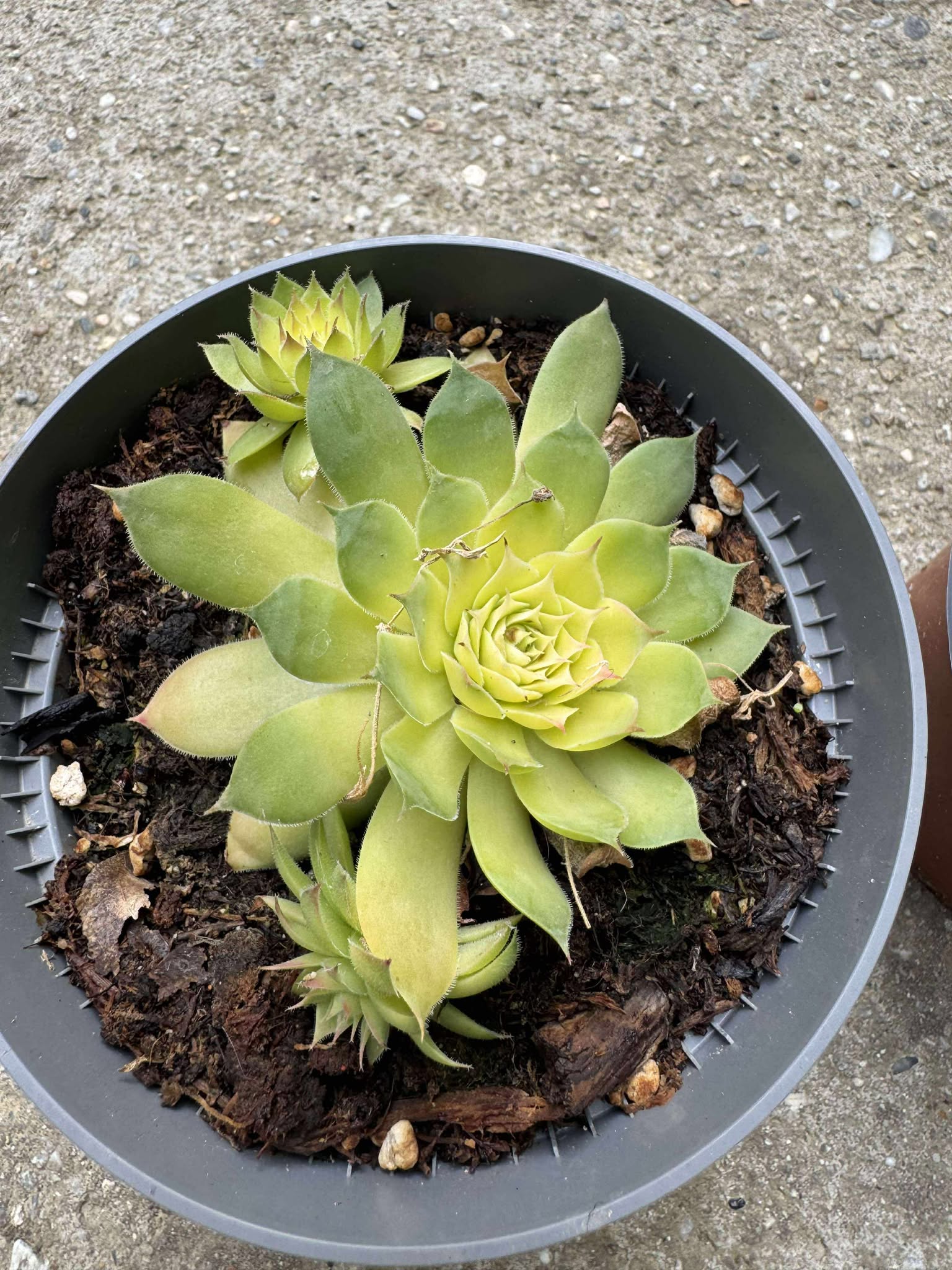 Sempervivum Gold Nuggets