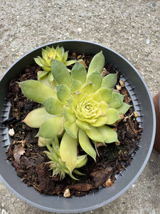 Sempervivum Gold Nuggets