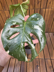 Monstera Thai Constellation (exemplarul din foto)