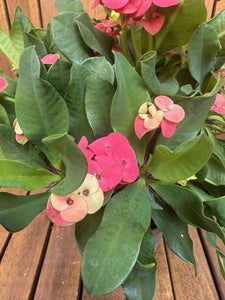 Euphorbia Milli Vulcanus
