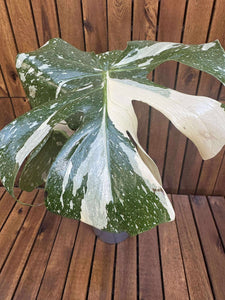 Monstera Thai Constellation