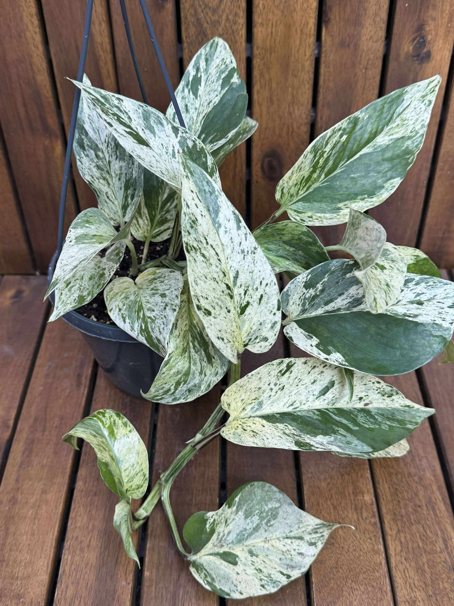 Epipremnum Marble