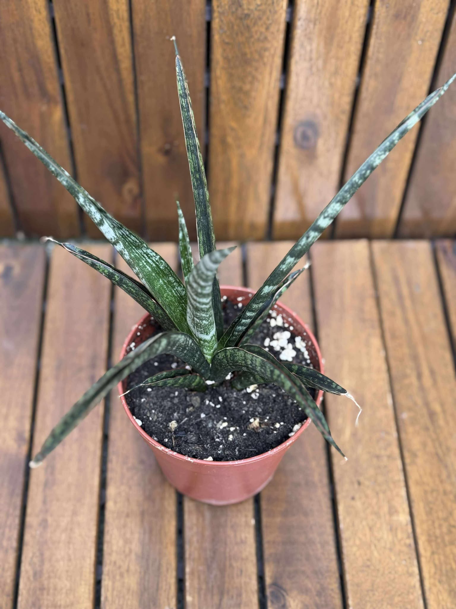 Sansevieria