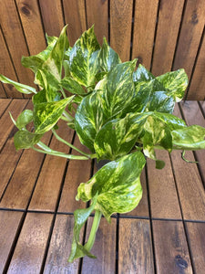 Epipremnum Njoy Gold