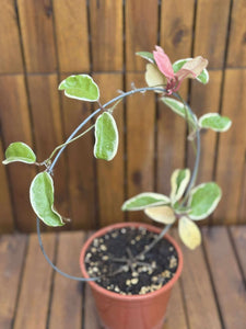 Hoya Krimson Queen (exemplarul din foto)