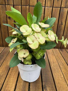 Euphorbia Milli Neptun