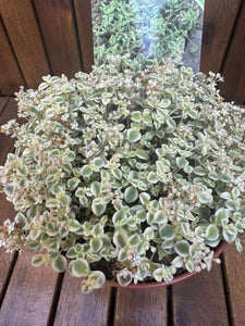 Sedum Little Missy