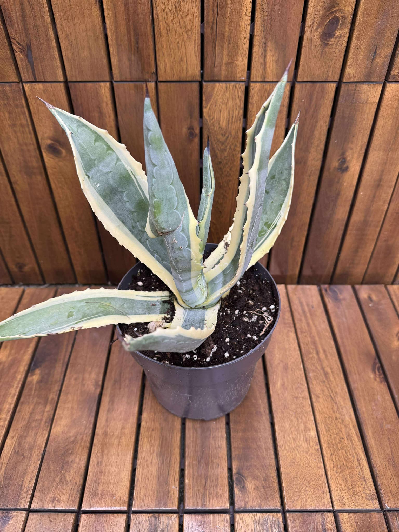 Agava americana variegata