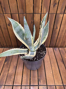 Agava americana variegata