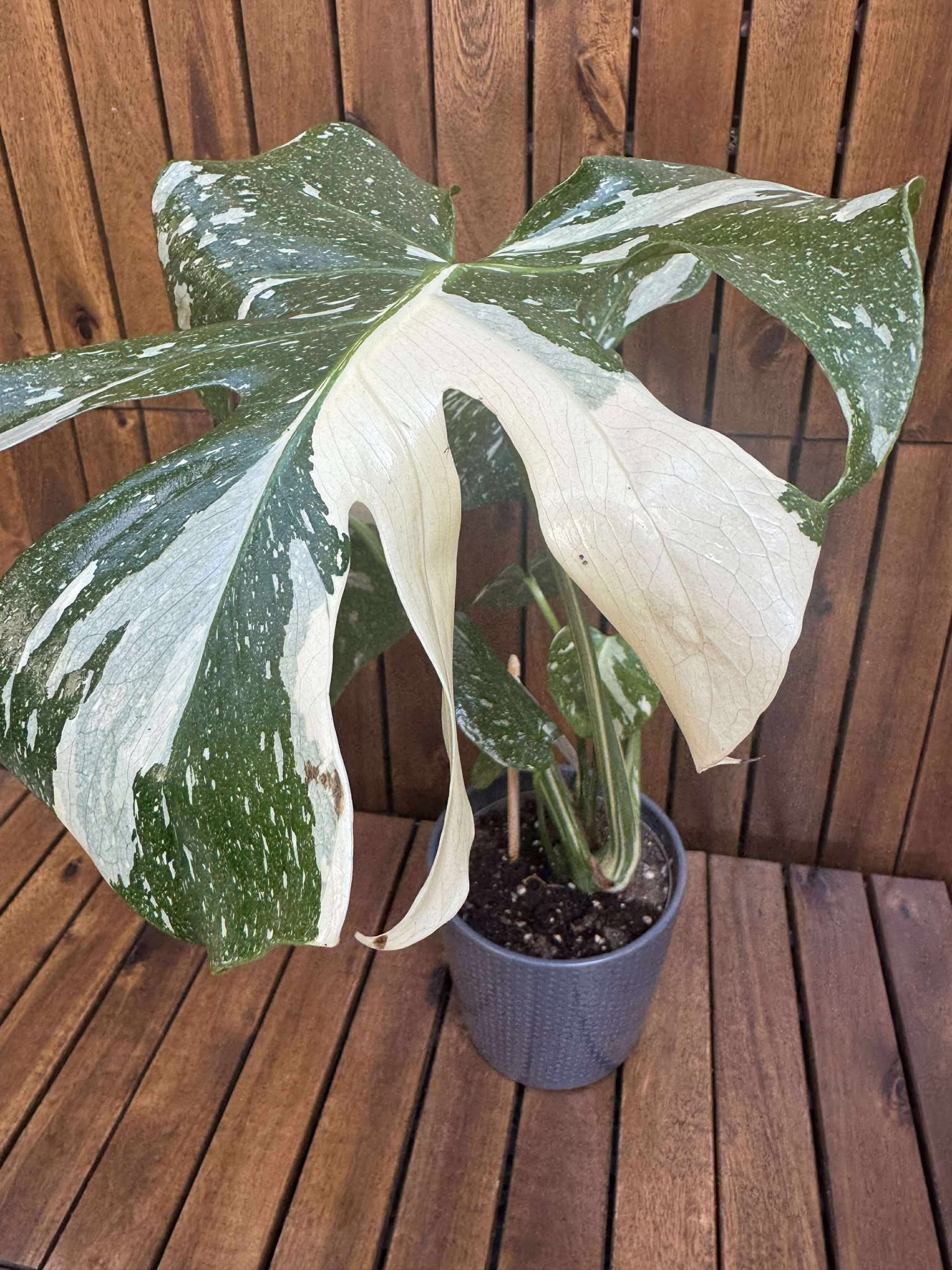 Monstera Thai Constellation