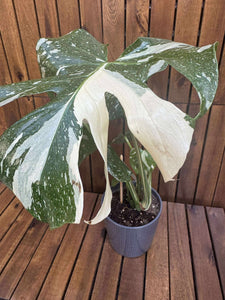 Monstera Thai Constellation
