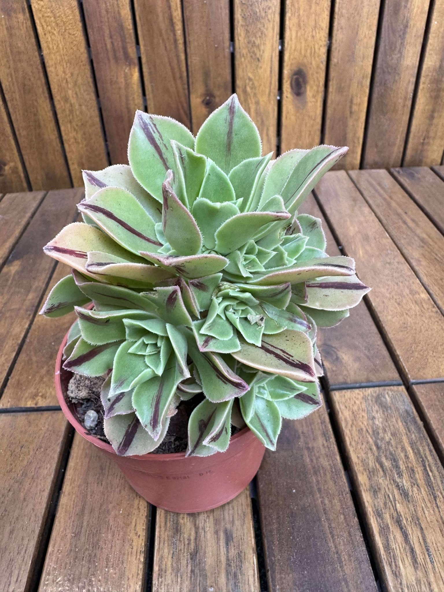 Aeonium Leucoblepharum