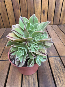 Aeonium Leucoblepharum