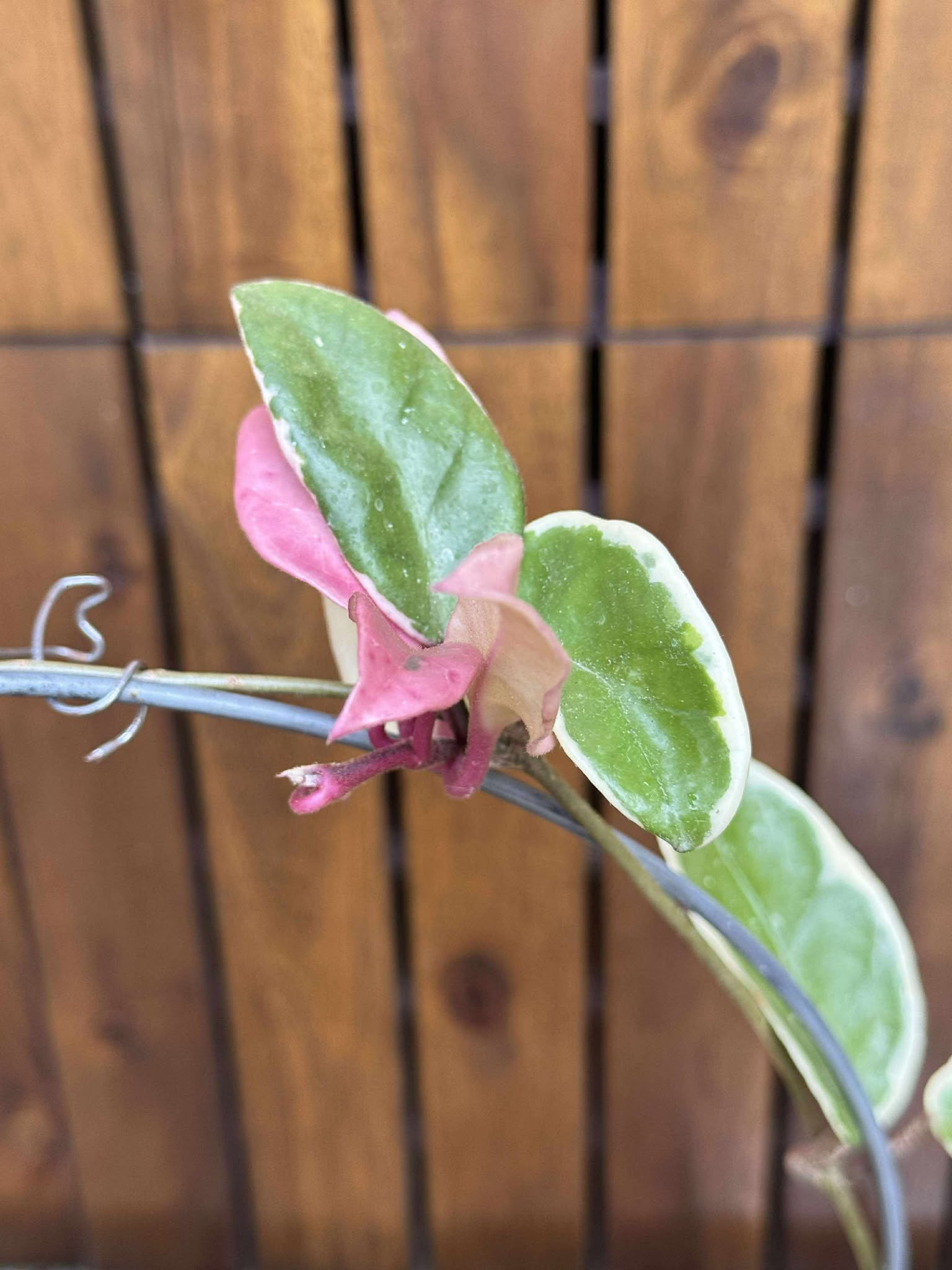 Hoya Krimson Queen (exemplarul din foto)