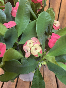 Euphorbia Milli Vulcanus