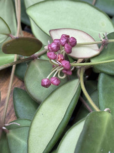 Hoya Burtoniae D15