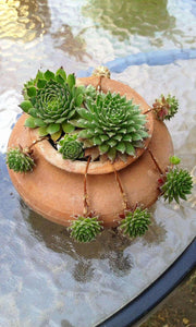 Sempervivum