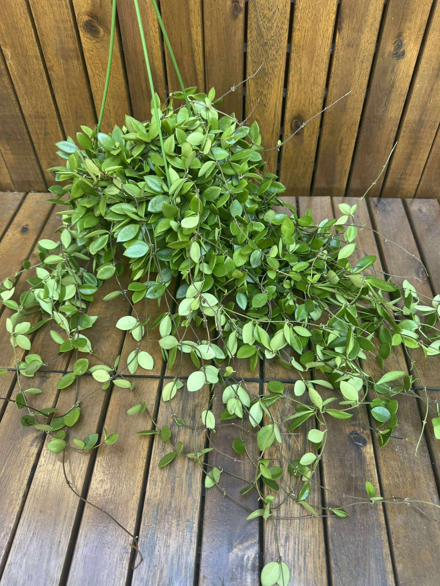Hoya Puber (ex Hoya Picta)