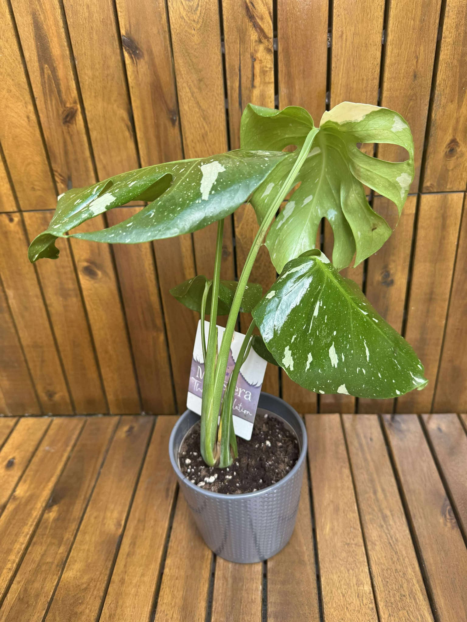 Monstera Thai Constellation (exemplarul din foto)