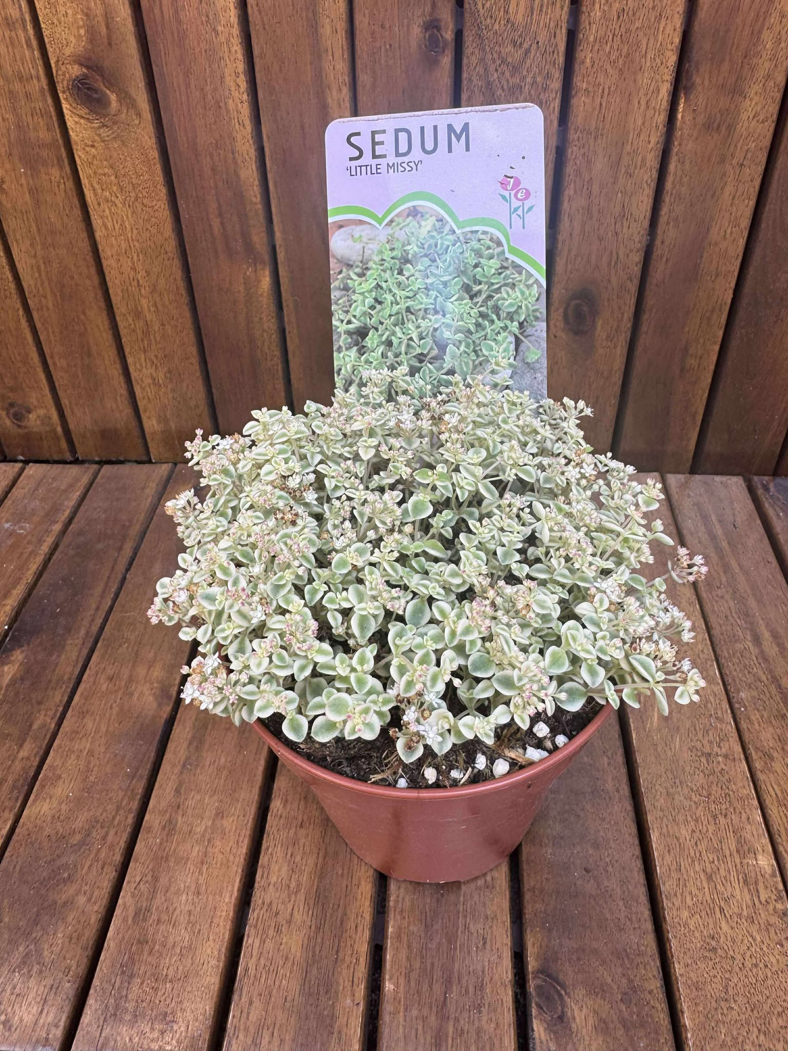 Sedum Little Missy