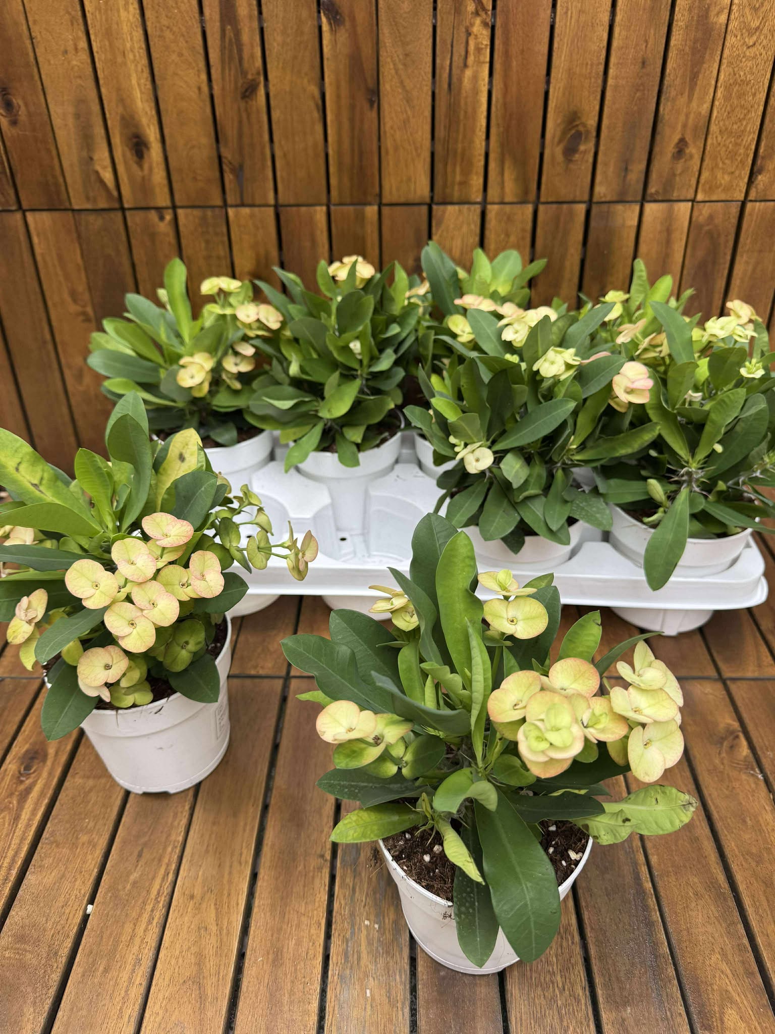Euphorbia Milli Neptun