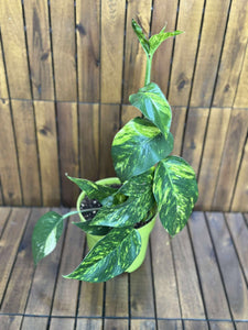 Epipremnum Cintho