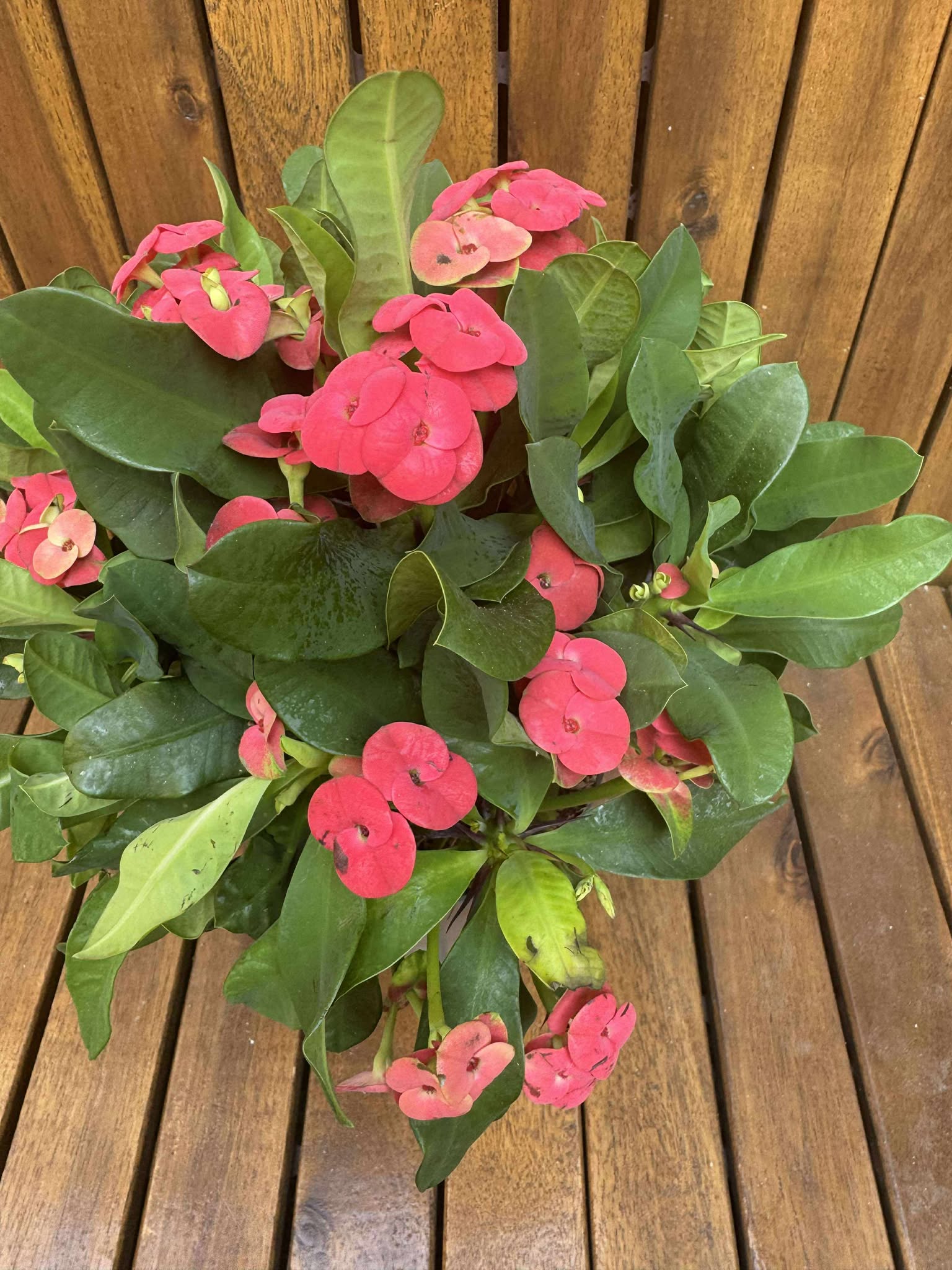 Euphorbia Milli Vulcanus
