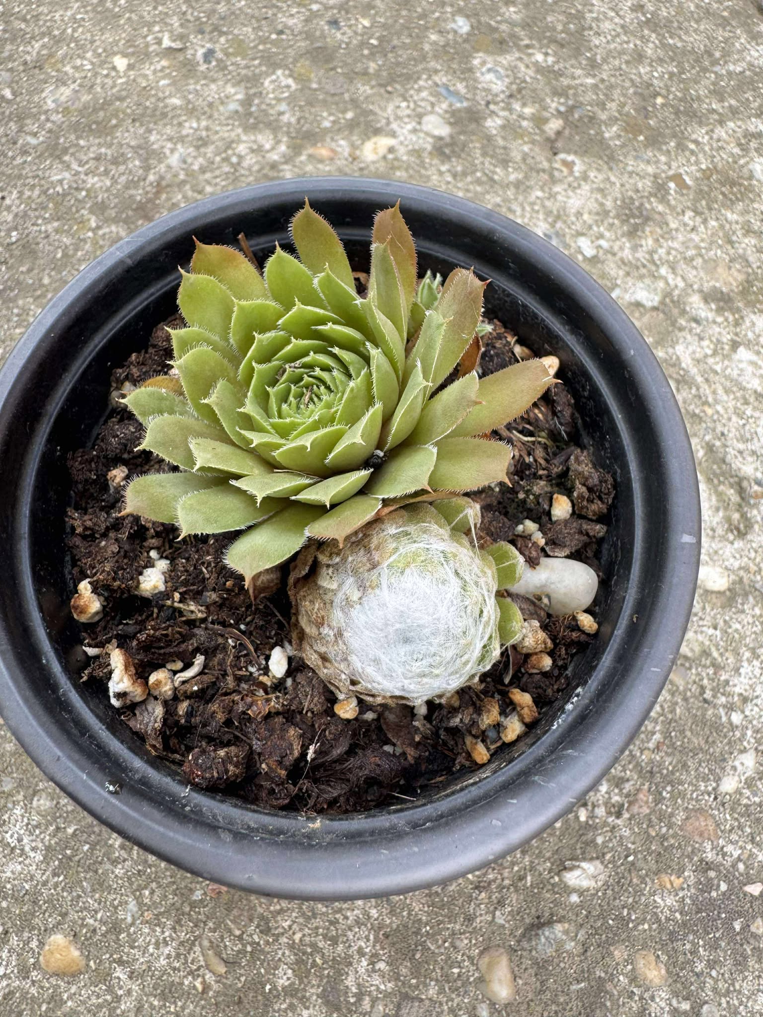 Sempervivum