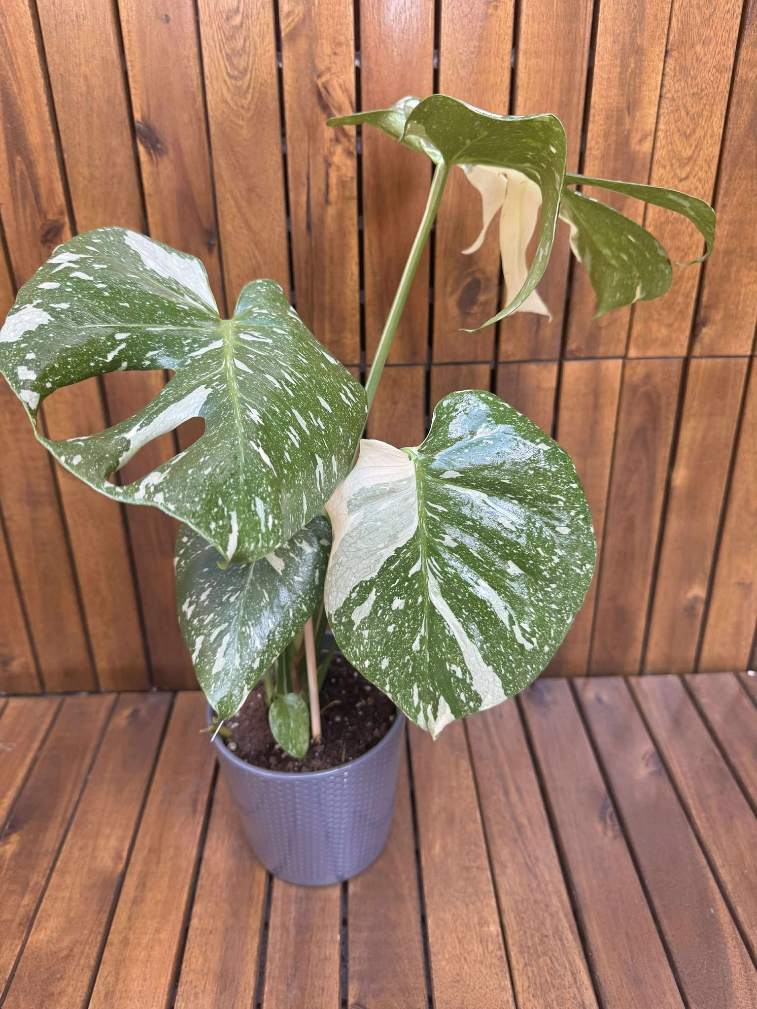 Monstera Thai Constellation