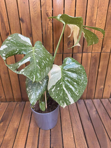 Monstera Thai Constellation