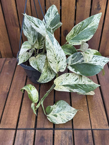 Epipremnum Marble