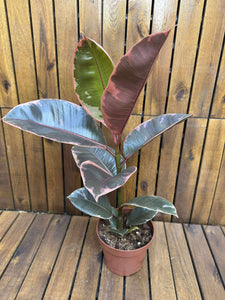 Ficus Ruby D12