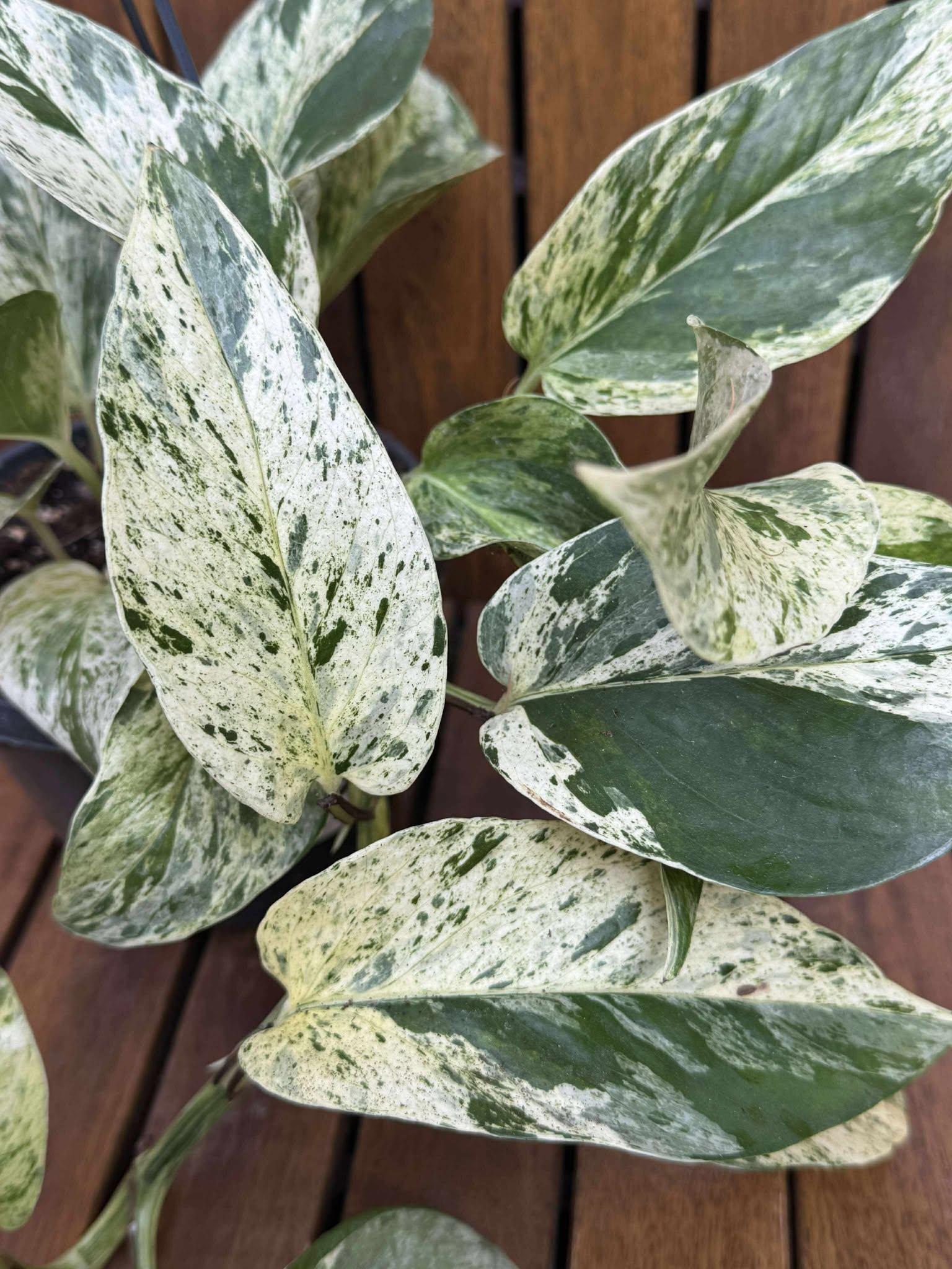 Epipremnum Marble