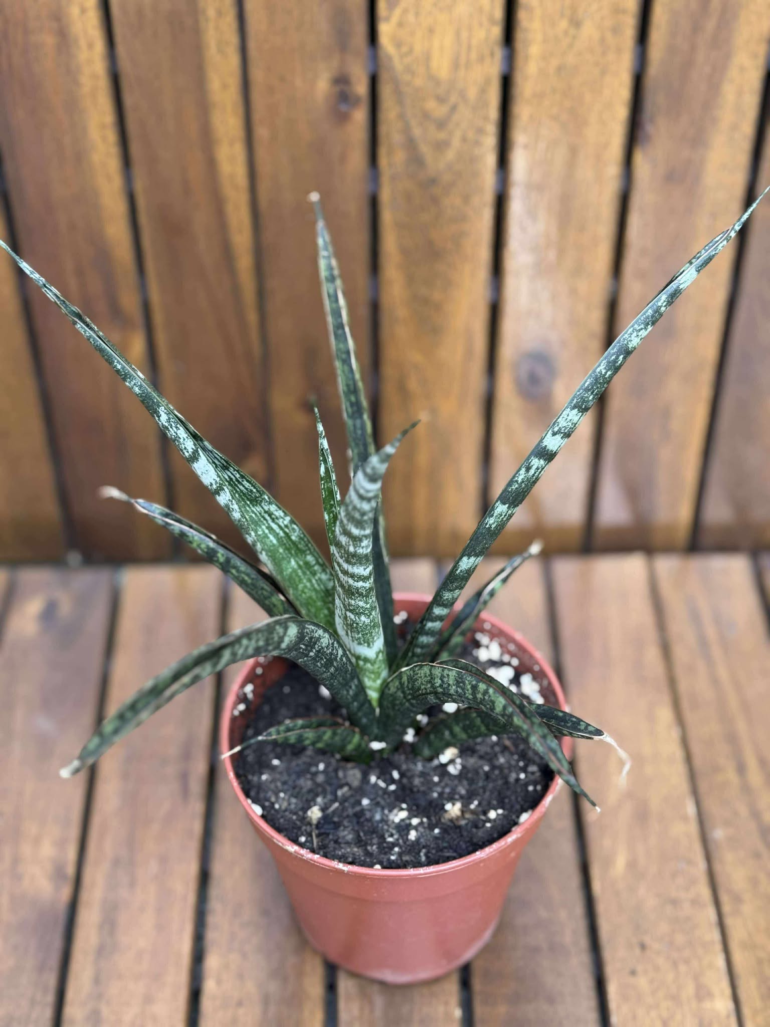 Sansevieria