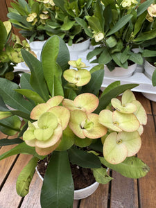 Euphorbia Milli Neptun