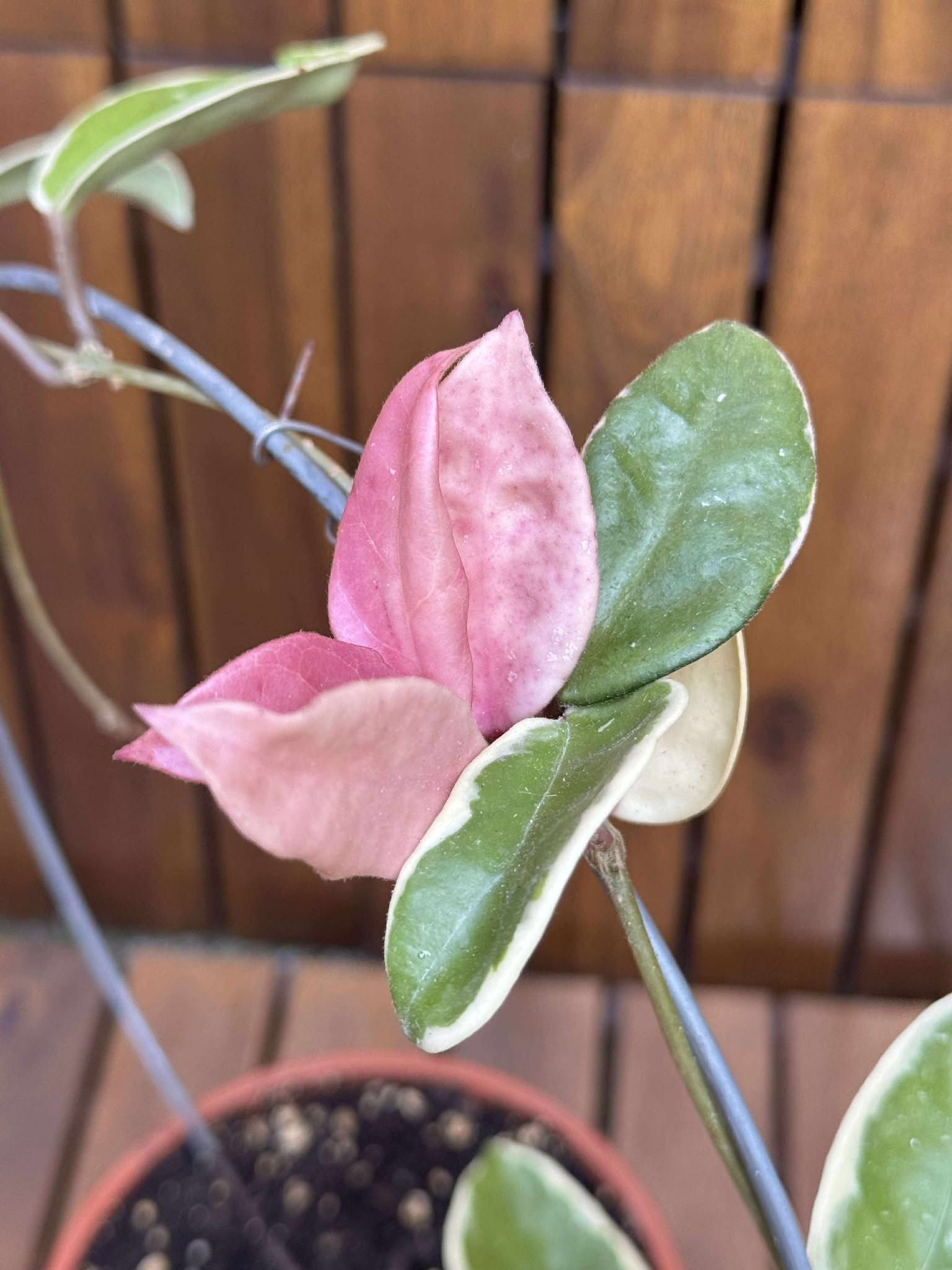 Hoya Krimson Queen (exemplarul din foto)