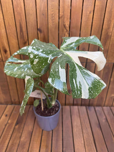 Monstera Thai Constellation