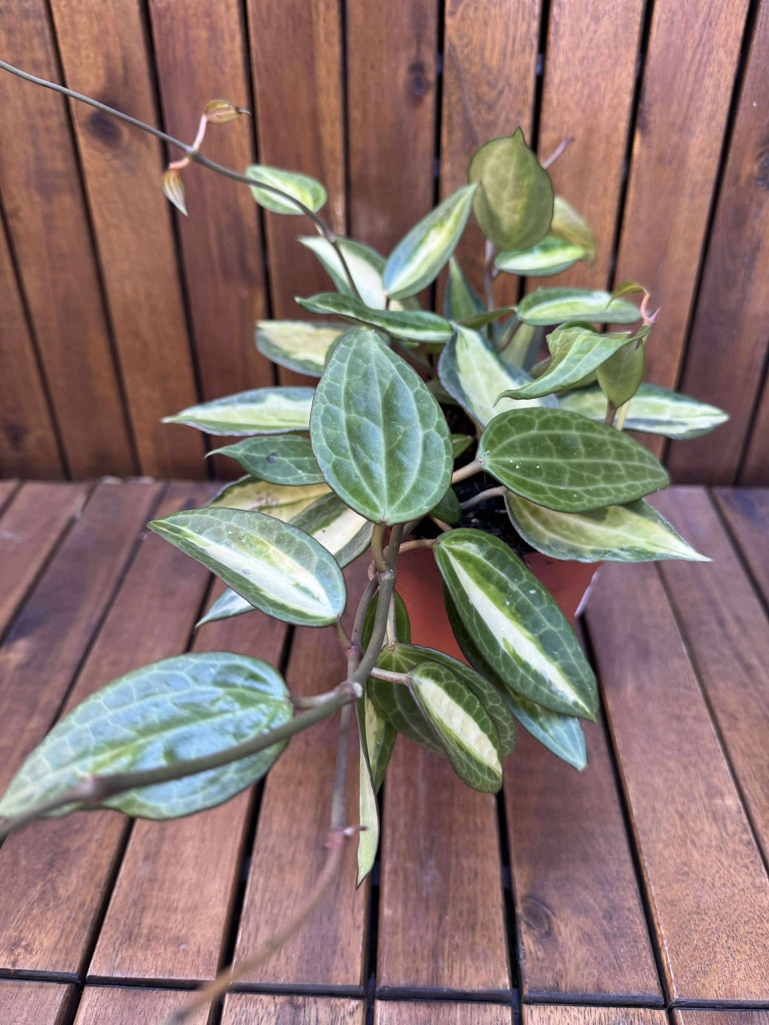 Hoya Latifolia Pot of Gold