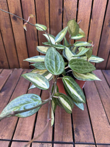 Hoya Latifolia Pot of Gold
