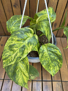 Epipremnum Pinnatum Aureum