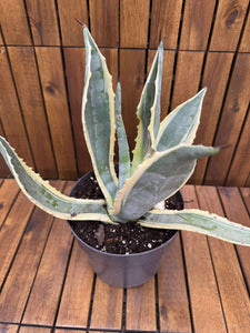 Agava Variegata