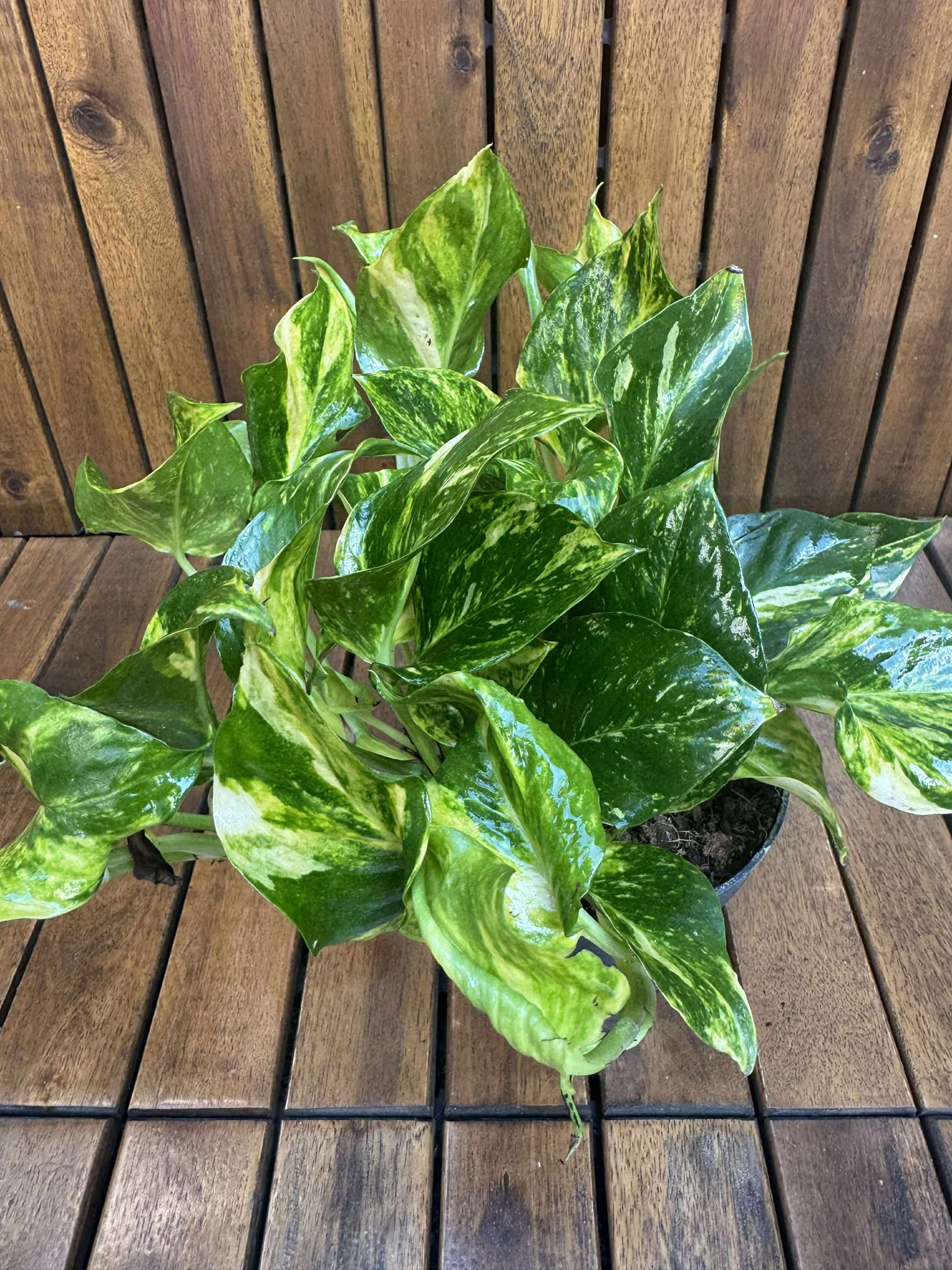Epipremnum Njoy Gold