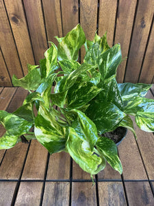 Epipremnum Njoy Gold