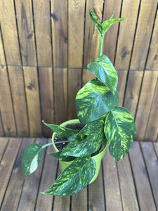Epipremnum Cintho