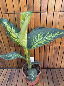 Dieffenbachia Tropic Snow