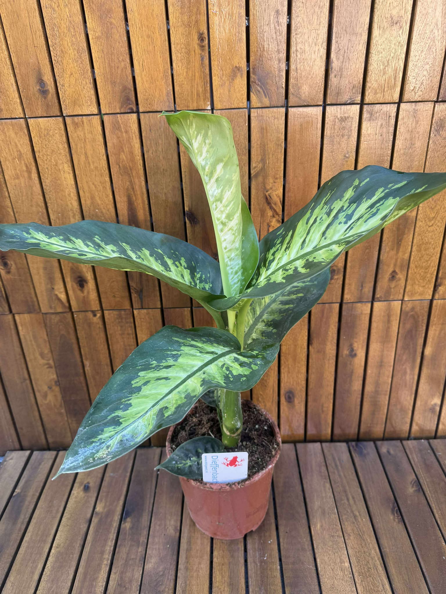 Dieffenbachia Tropic Snow
